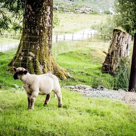 Gap Of Dunloe Shepherd's