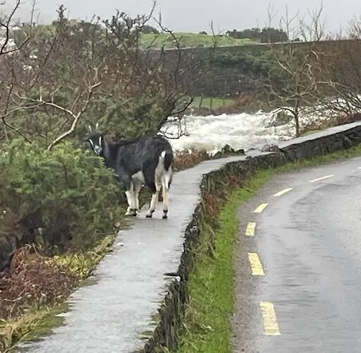 Gap Of Dunloe Shepherd's * 킬라니
